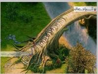 ارکان جاودانگی